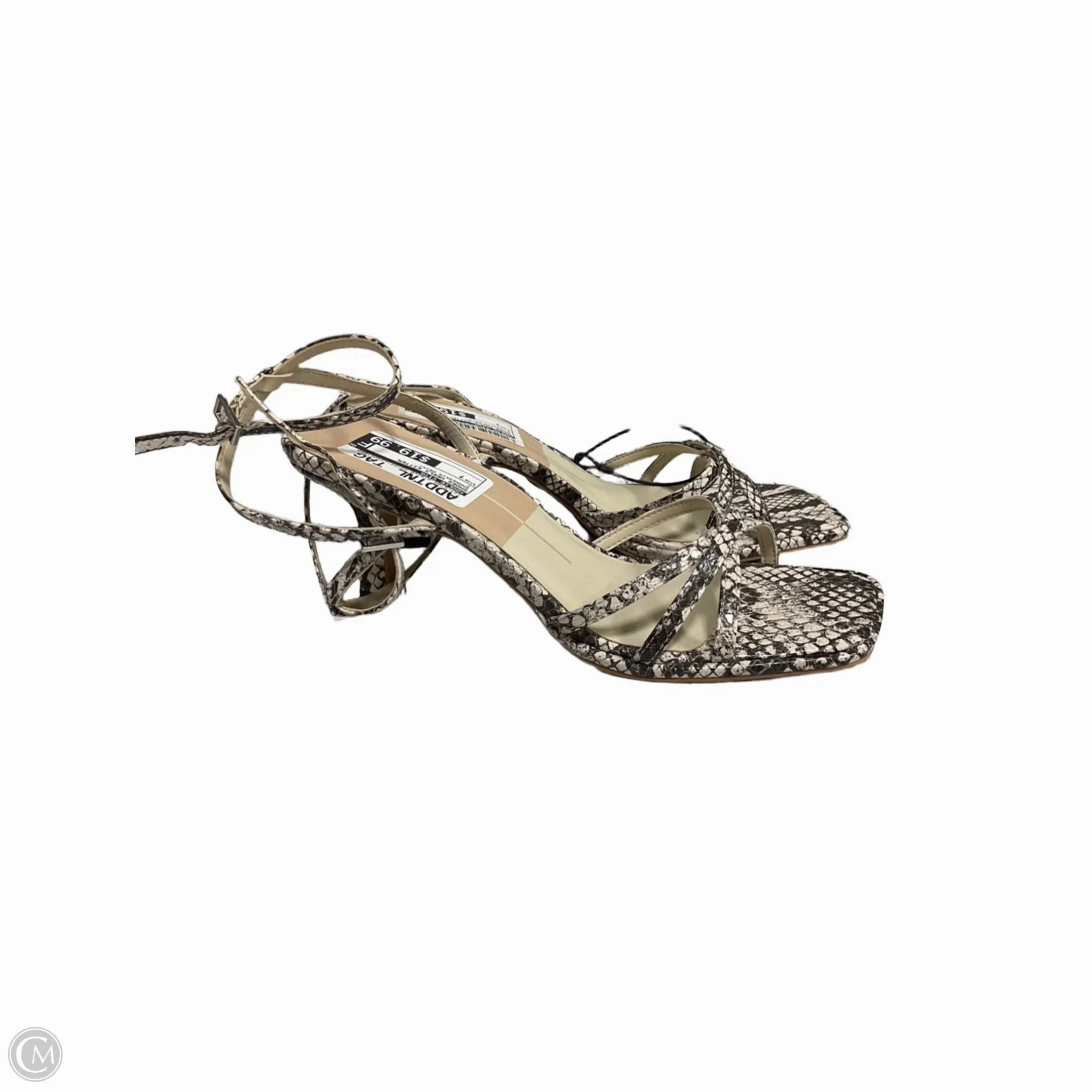 Shoes Heels Kitten By Dolce Vita In Snakeskin Print, Size: 7